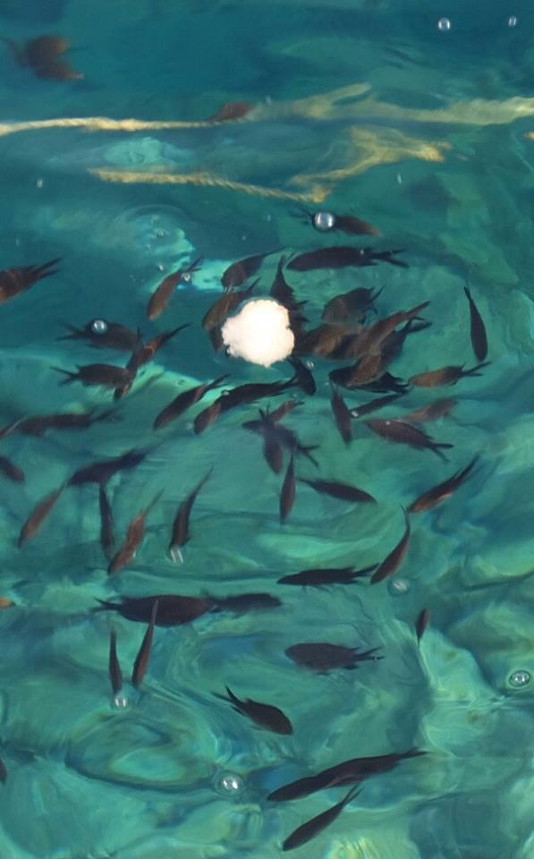 魚